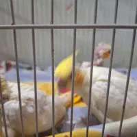 عروس هلندی|پرنده|اصفهان, ارداجی|دیوار