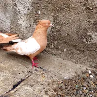 کبوترنر سینه سیاه وزرد