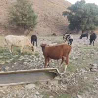 چوپان کاربلد دائمی میخوام