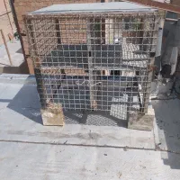 جفت کن آهنی کبوتر|لوازم جانبی حیوانات|نسیمشهر, |دیوار