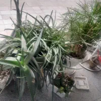 گل الورا 8ساله