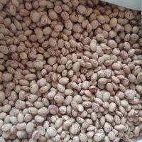فروش لوبیا چیتی