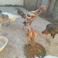 مرغ و خروس لاری اصل و برهما|حیوانات مزرعه|مشهد, شهید آوینی|دیوار