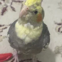 عروس هلندی ۴ ماهه