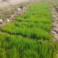 تیم پیاز ارگانیک