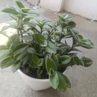 فروش به گل خونه|گل و گیاه طبیعی|گنبد کاووس, |دیوار