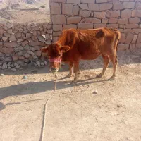 گاو دراندیکا