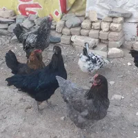 وکیل آبادطرقبه حصار مرغ وخروس