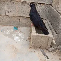 کبوتر زاغ