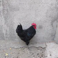خروس اُسترالوپ اصل