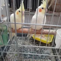 جوجه عروس هلندی لوتینو