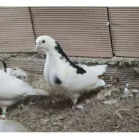 کفتر دهن جور