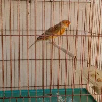 قناری نر دارچینی شلاقی