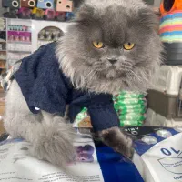 گربه اسکاتیش|گربه|مریوان, |دیوار