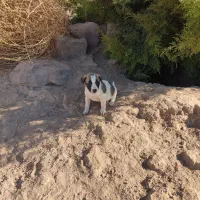 توله سگ نر و ماده فروش فوری