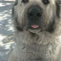 سگ گله سرابی نگهبان خوبی هست