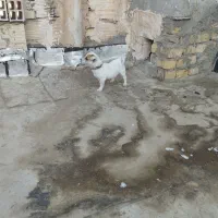 توله ۳ ماهه جیبی ماده|سگ|نیشابور, مدرس|دیوار