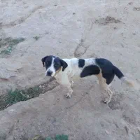 سگ دنبلانی|سگ|گلی داغ, |دیوار