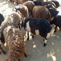 بره پایه پروار|حیوانات مزرعه|کوهدشت, |دیوار