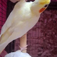 یک جفت لوتینوبه همراه یک عددجوجه باقفس ولوازم