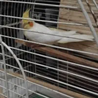 عروس هلندی نر لوتینو