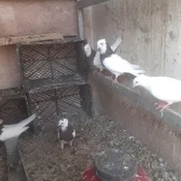 یه گنجه طوقی|پرنده|هشتگرد, |دیوار