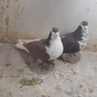 راست و ساده افشون پرشی و جوجه|پرنده|شیروان (خراسان), |دیوار