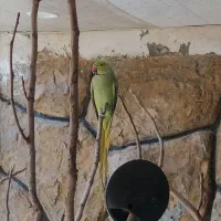 طوطی ملنگو و جفت گینجک|پرنده|شاندیز, |دیوار