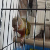 گرینچیک و عروس وایت فیس|پرنده|خرمآباد, |دیوار