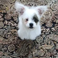 سگ پاکوتاه حیوان خانگی