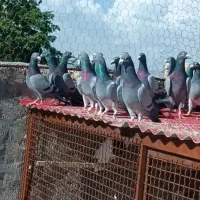 کبوتر‌پلاکی‌سبز