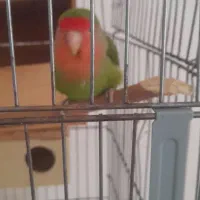 ۲ عدد طوطی برزیلی|پرنده|پاکدشت, حصار امیر|دیوار