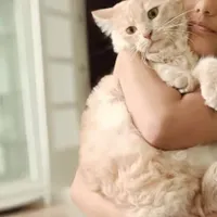 واگذاری گربه نژاددار