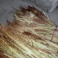 جارو فله یا بافته
