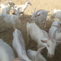 سانن ، مورسیا ، الپاین|حیوانات مزرعه|خرامه, |دیوار