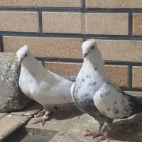 کفتر ،کبوتر ،دم سبز(دمبی)