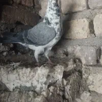 کبوتر|پرنده|گیان, |دیوار