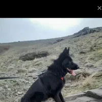 ژرمن بلک ماده