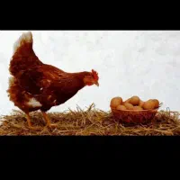 مرغ تخم گذار