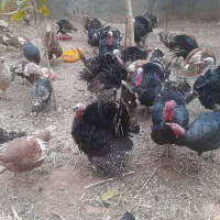 بقلمون|حیوانات مزرعه|قیدار, |دیوار