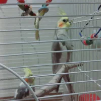 عروس هلندی جفت