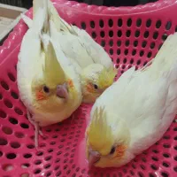 جوجه عروس هلندی لوتینو|پرنده|رامهرمز, |دیوار