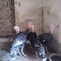 بوقلمون محلی