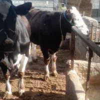 تلیسه سیمینتال|حیوانات مزرعه|سیمین شهر, |دیوار