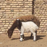 دومیش زاییده