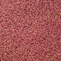 بذر گندم پیشگام