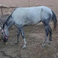 اسب مادیون 4سال آرام
