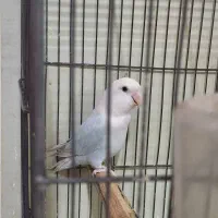 طوطی برزیلی|پرنده|چهارباغ, |دیوار