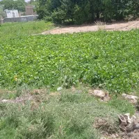 زمین فروشی|فروش زمین و ملک کلنگی|اقلید, |دیوار