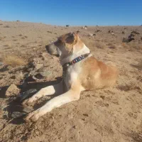 سگ.|سگ|سبزوار, رباط|دیوار